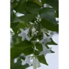 Abelia Grandiflora
