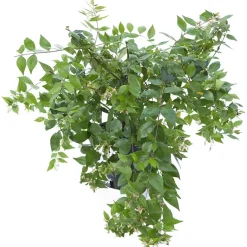 Abelia Grandiflora
