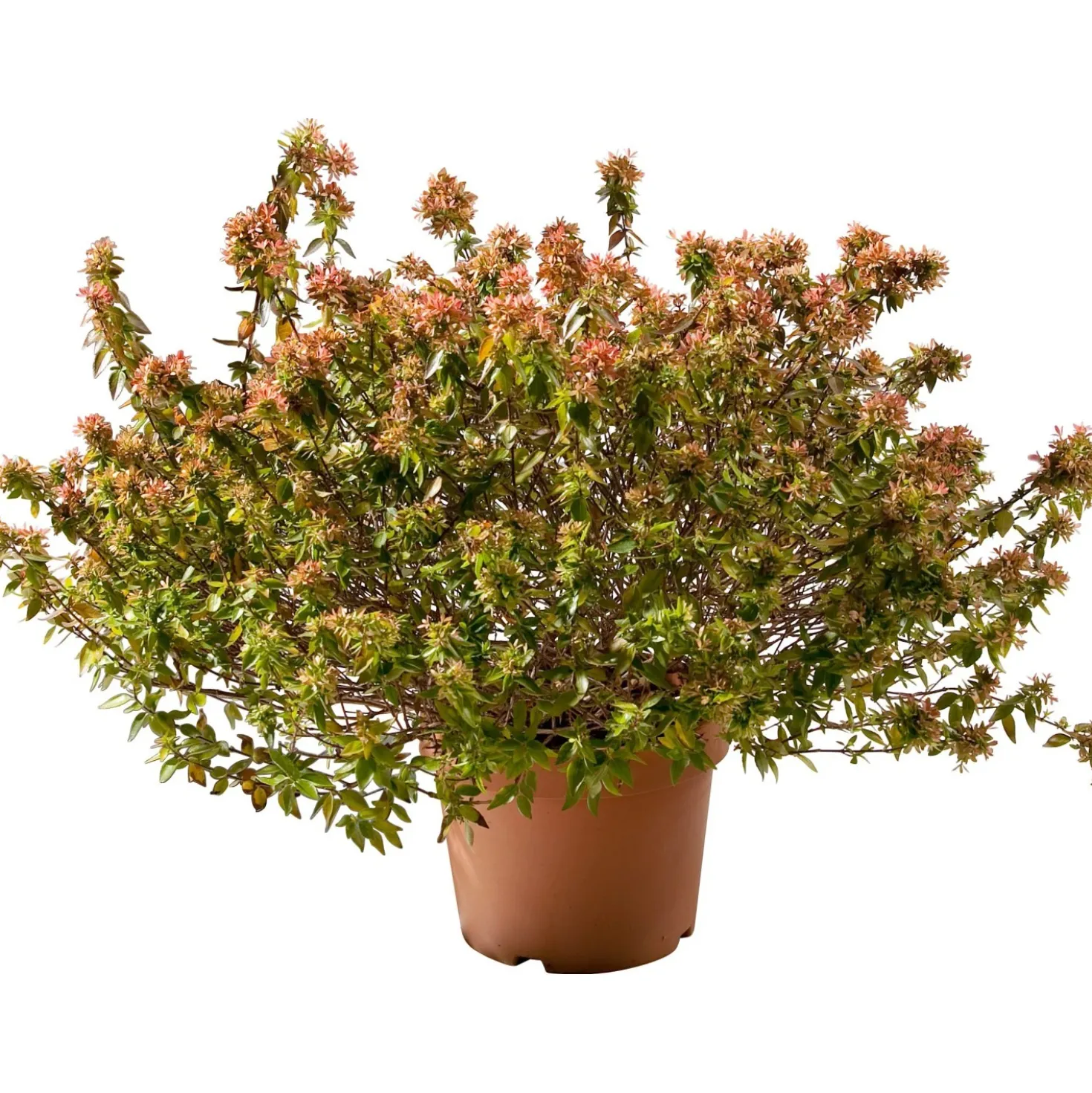 Abelia mix varietà vaso 30 cm