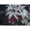 Acero palmato Bloodgood cespuglio h 60/80 cm