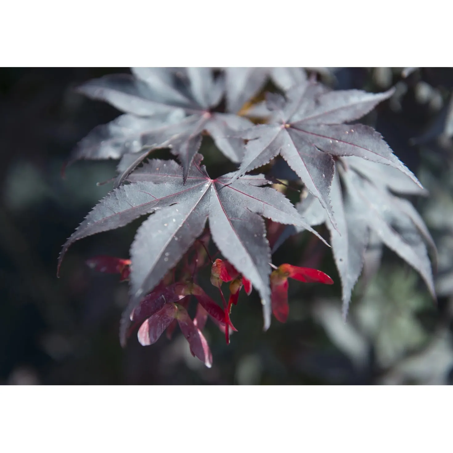 Acero palmato Bloodgood cespuglio h 60/80 cm