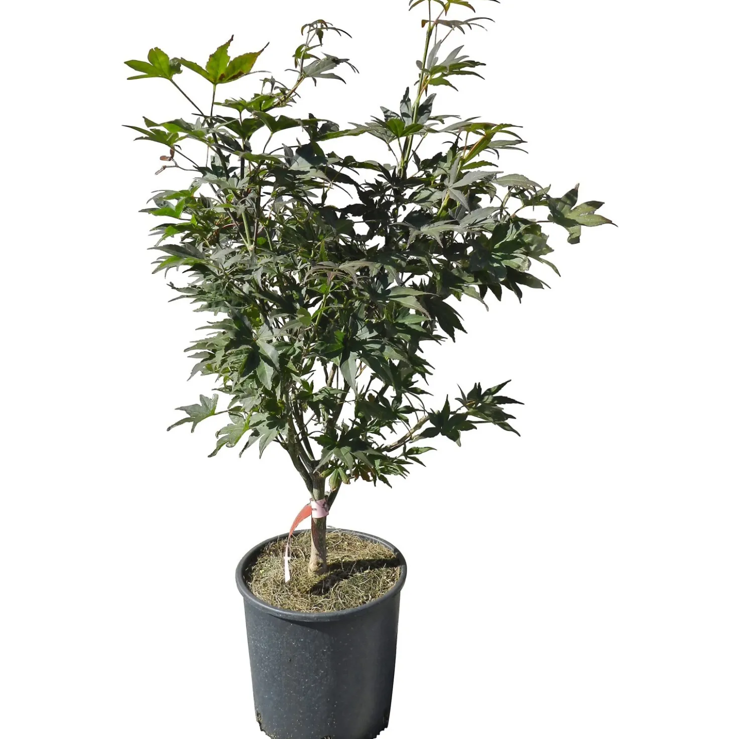 Acero palmato Bloodgood cespuglio h 60/80 cm