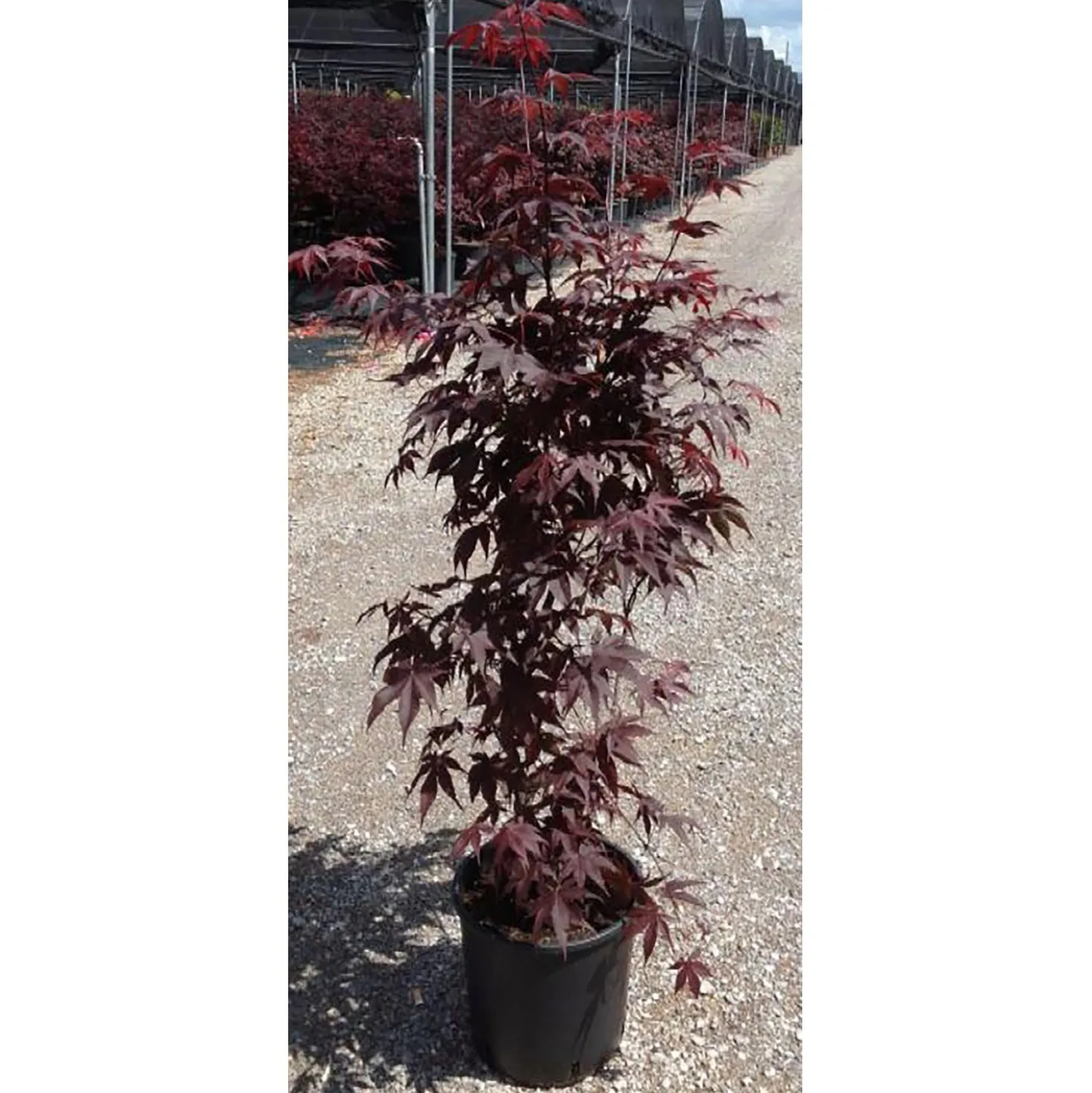 Acero palmato cespuglio h 60/80 cm
