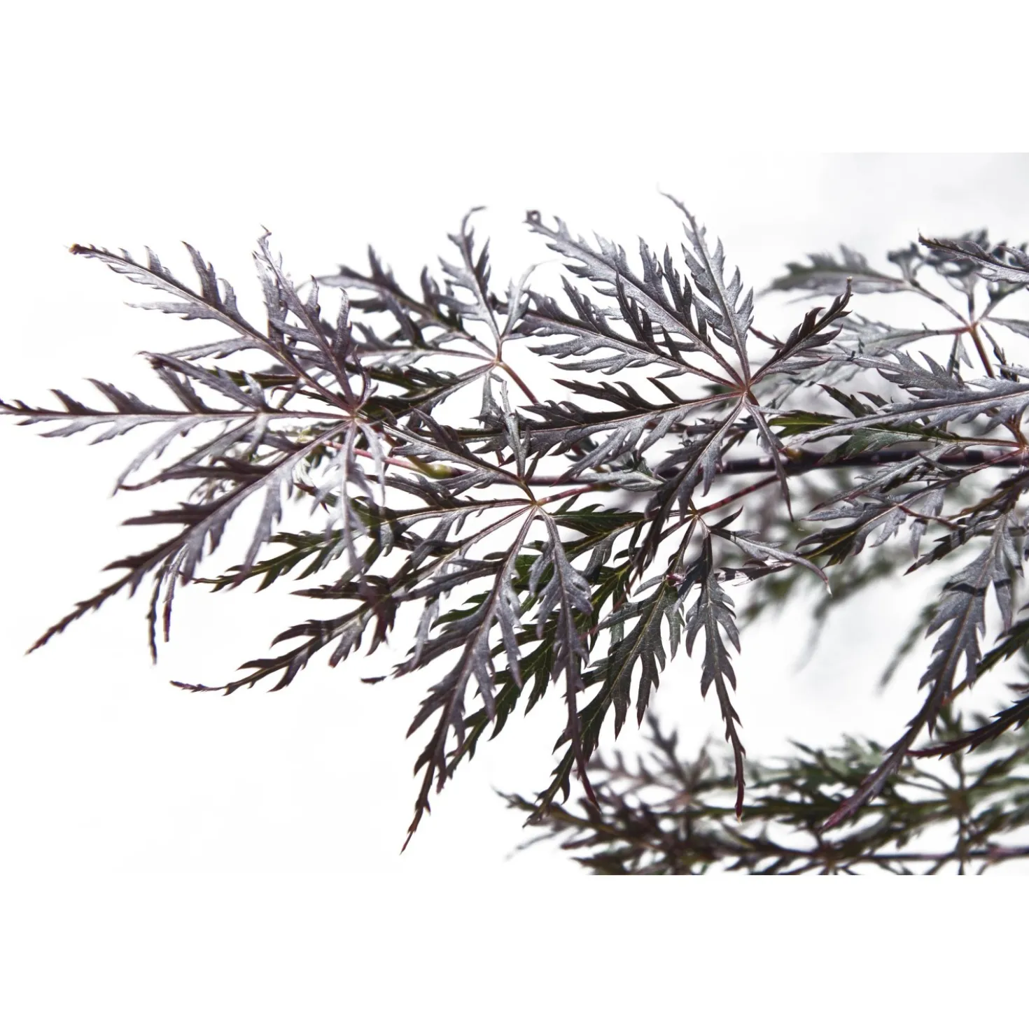Acero palmato dissectum Garnet mezzo fusto h 130 cm