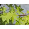 Acero palmato Summergold bonsai h 30/40 cm