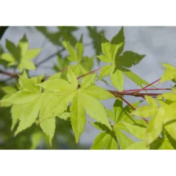 Acero palmato Summergold bonsai h 30/40 cm