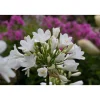 Agapanthus "Ever White"