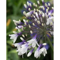 Agapanthus "Fireworks"