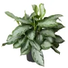 Aglaonema Silver Bay vaso Ø 24 cm