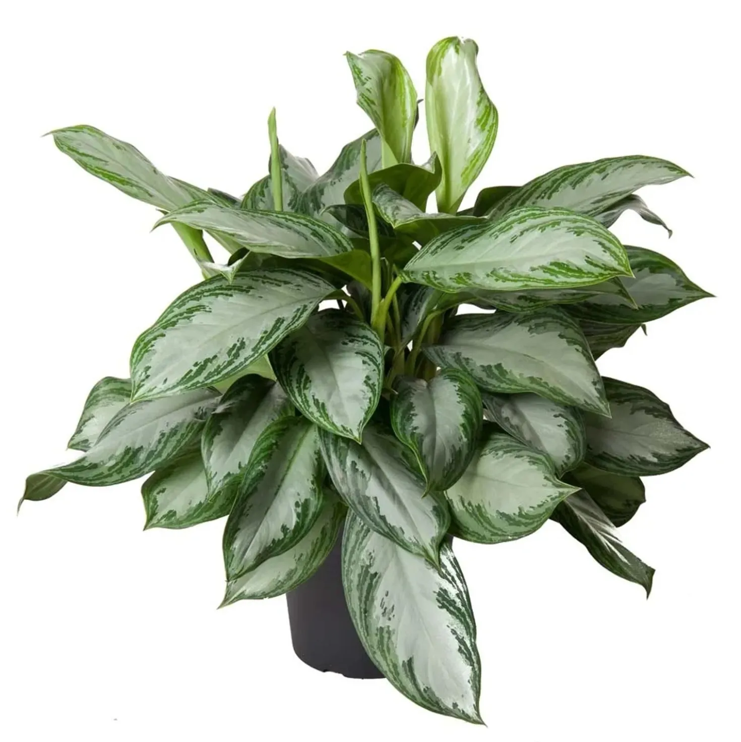Aglaonema Silver Bay vaso Ø 24 cm