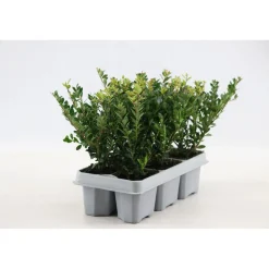 Agrifoglio giapponese Jenny confezione da 6 Ilex crenata