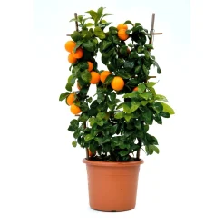 Albero da frutto Citrus volkameriana con frutti forma a spalliera