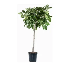 Albero da frutto Ficus carica vaso Ø cm 28