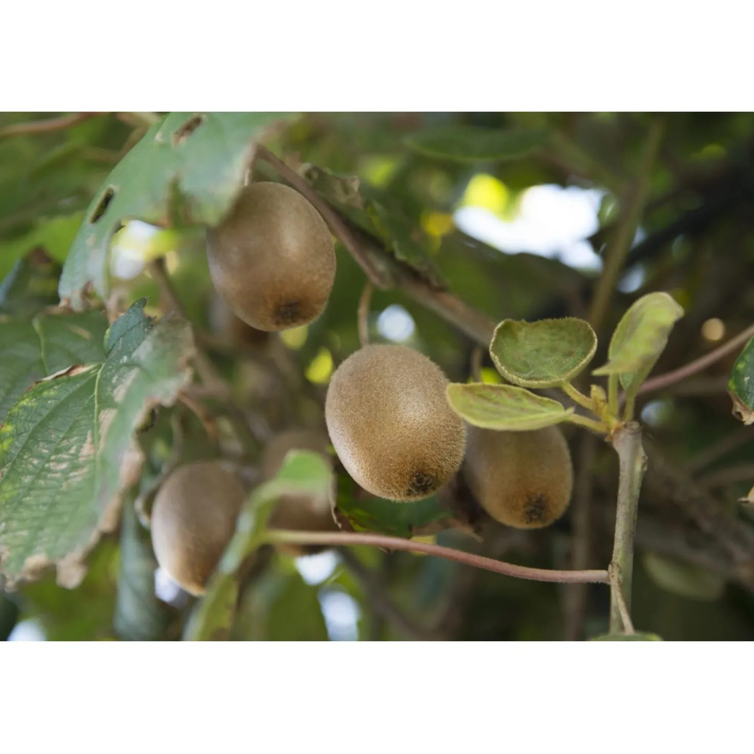 Albero da frutto kiwi Actinidia chinensis deliciosa
