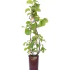 Albero da frutto kiwi Actinidia chinensis solissimo forma a cono