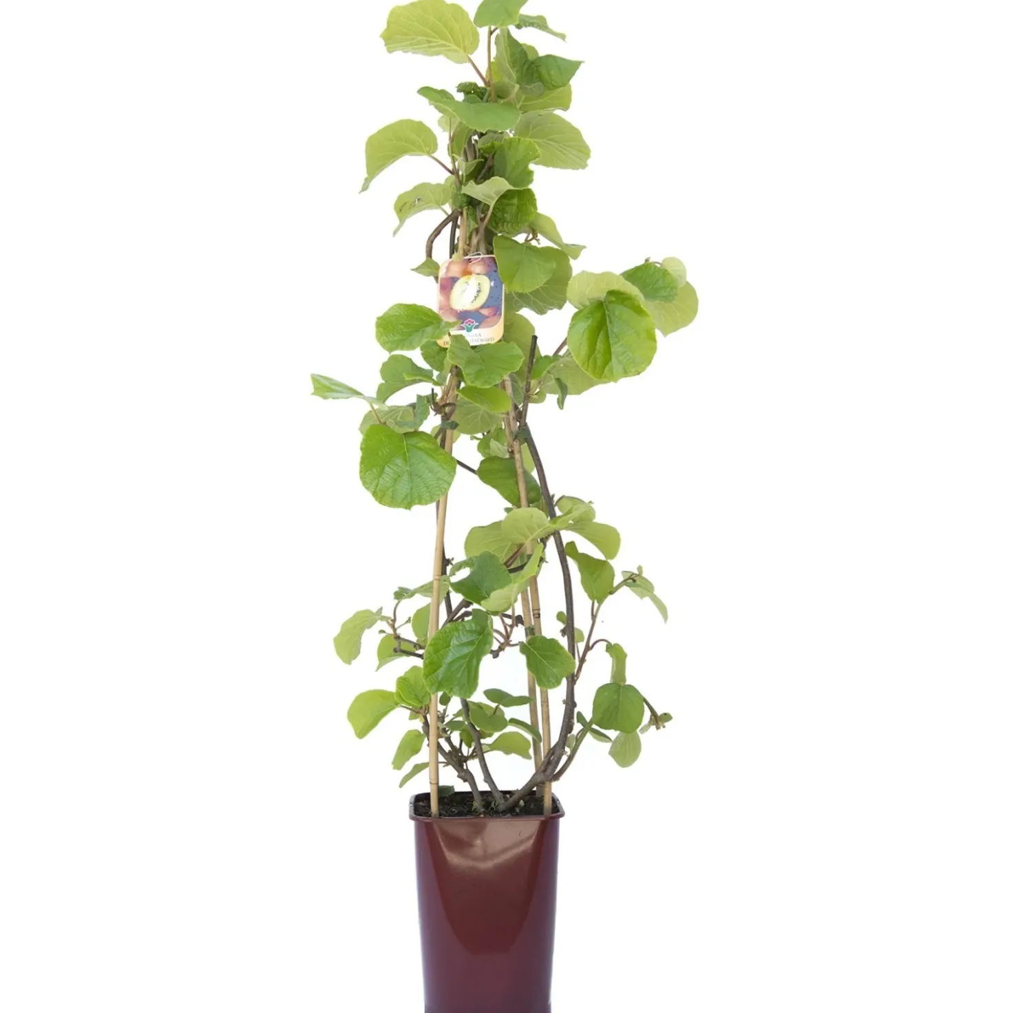 Albero da frutto kiwi Actinidia chinensis solissimo forma a cono