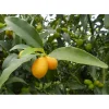 Albero da frutto Kumquat Citrus fortunella h 60/70 cm