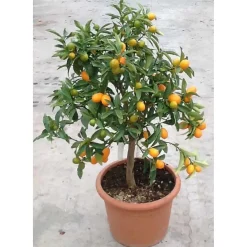 Albero da frutto Kumquat Citrus fortunella h 60/70 cm