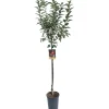 Albero da frutto Melo vaso 6 l