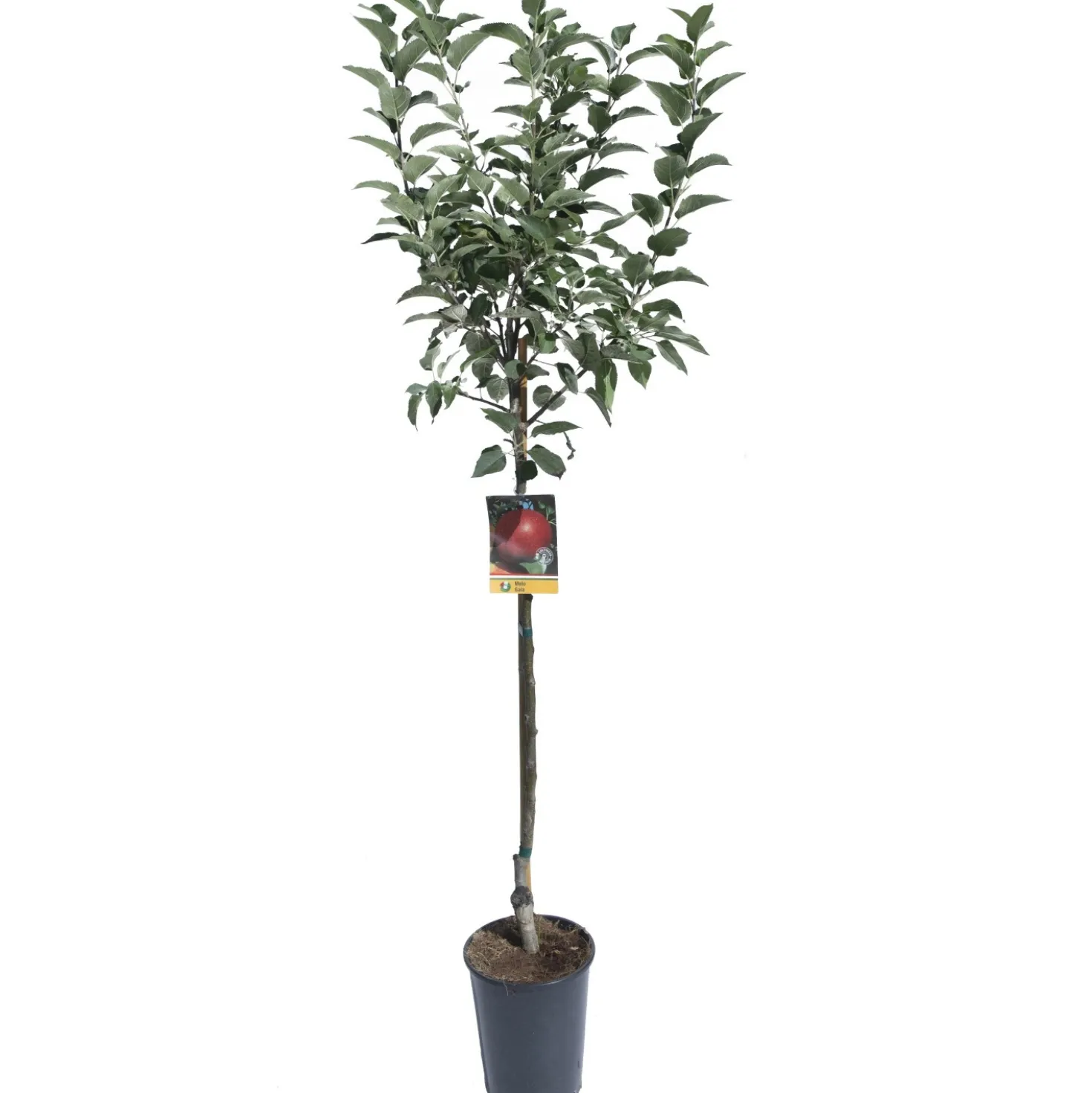 Albero da frutto Melo vaso 6 l
