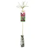 Albero rosa ibrida 120 cm