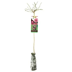 Albero rosa ibrida 120 cm