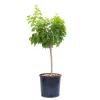 Albicocco nano - Prunus armeniaca nano