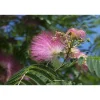 Albizia julibrissin Ombrella Ø 28 cm