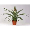 Ananas Vaso 9 cm