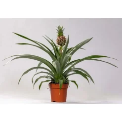 Ananas Vaso 9 cm