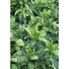 Aucuba japonica `Crotonifolia Gold`