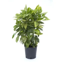 Aucuba japonica `Crotonifolia Gold`