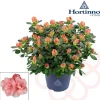 Azalea Hortinno Lime Peach Vaso 13 cm