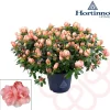 Azalea Hortinno Vaso 15 cm