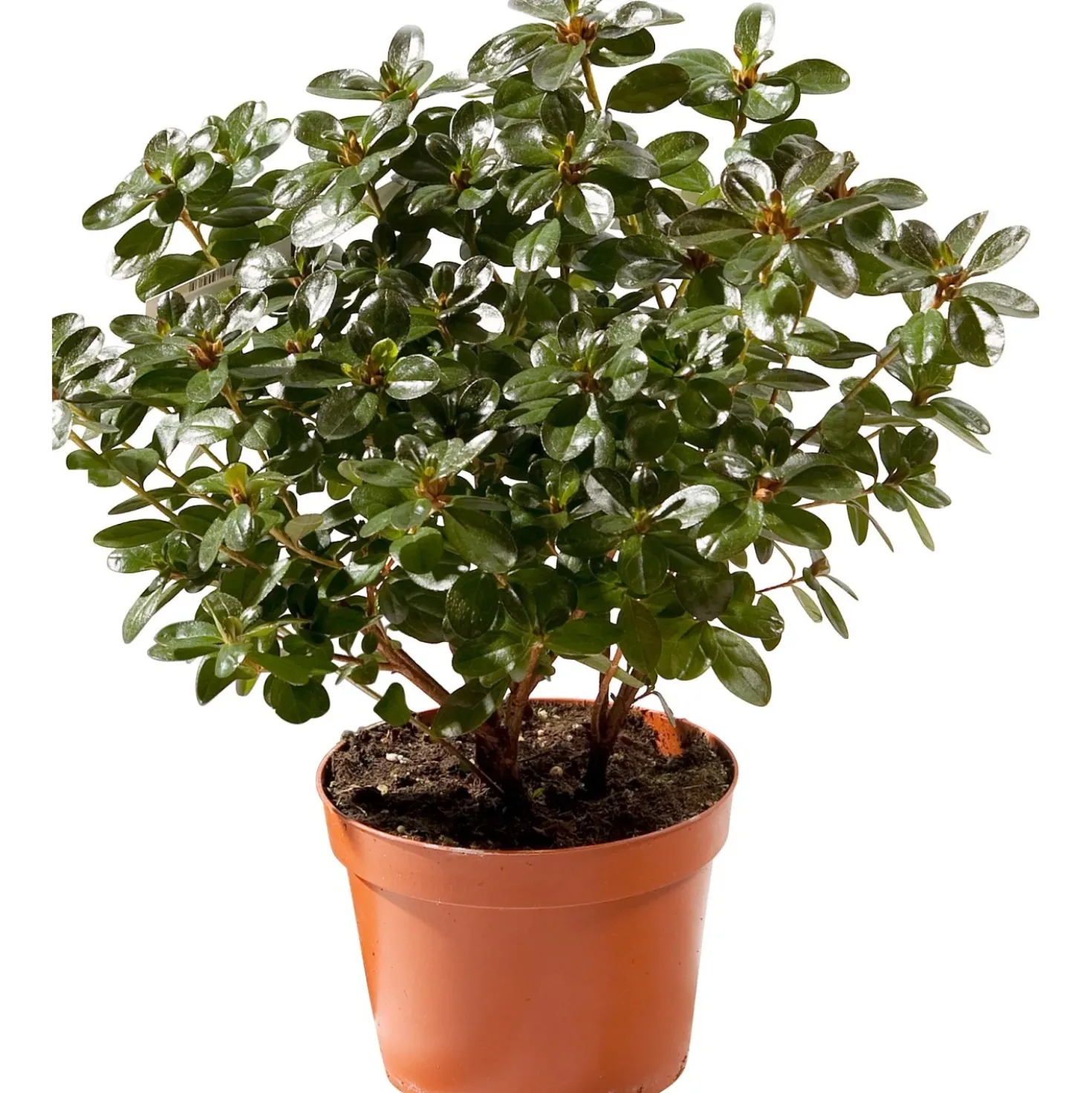 Azalea japonica chioma 27-30 cm