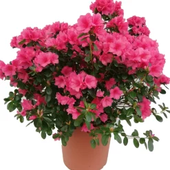 Azalea japonica chioma 27-30 cm