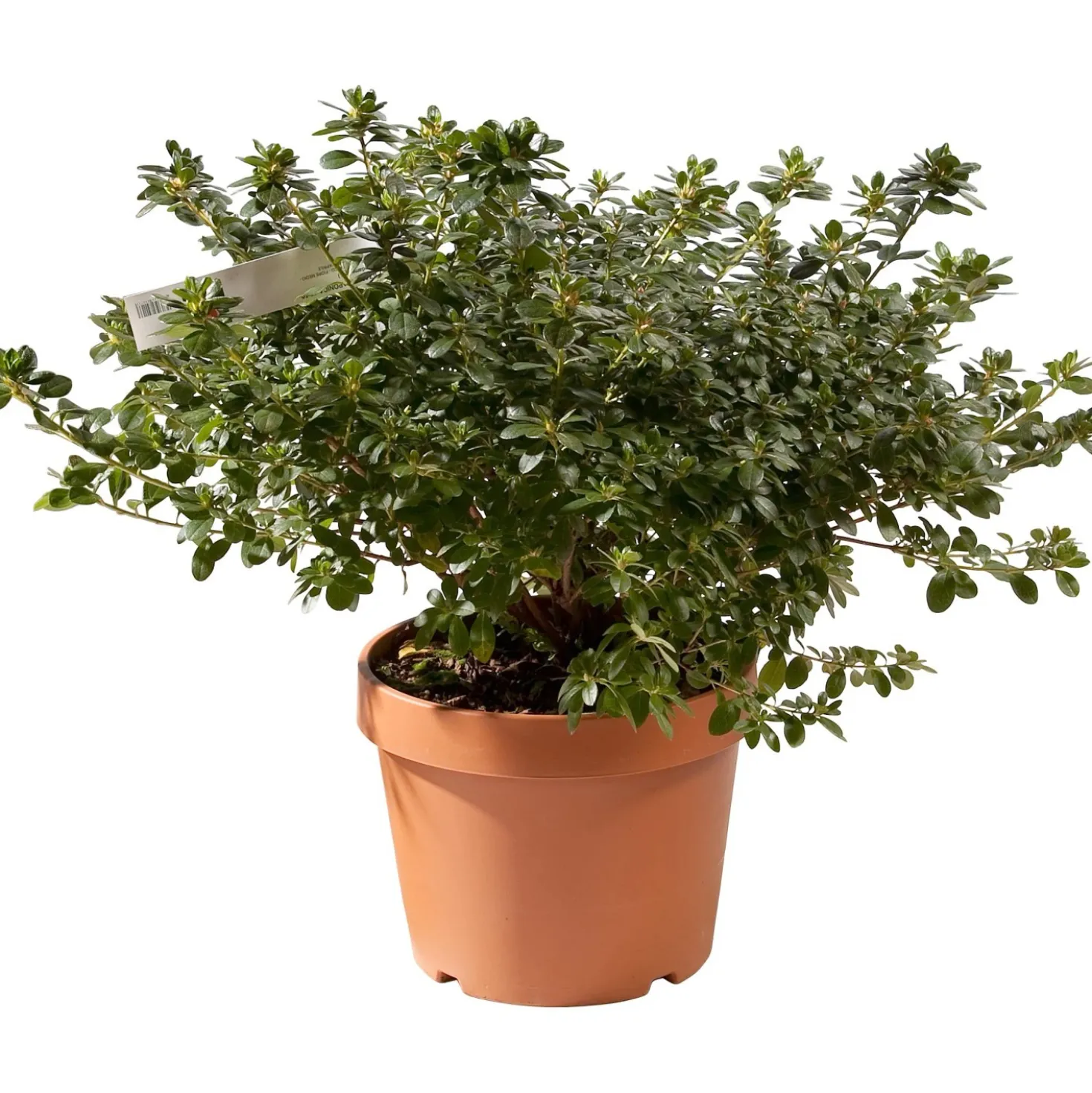 Azalea japonica chioma 45-50 cm