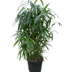Bambù