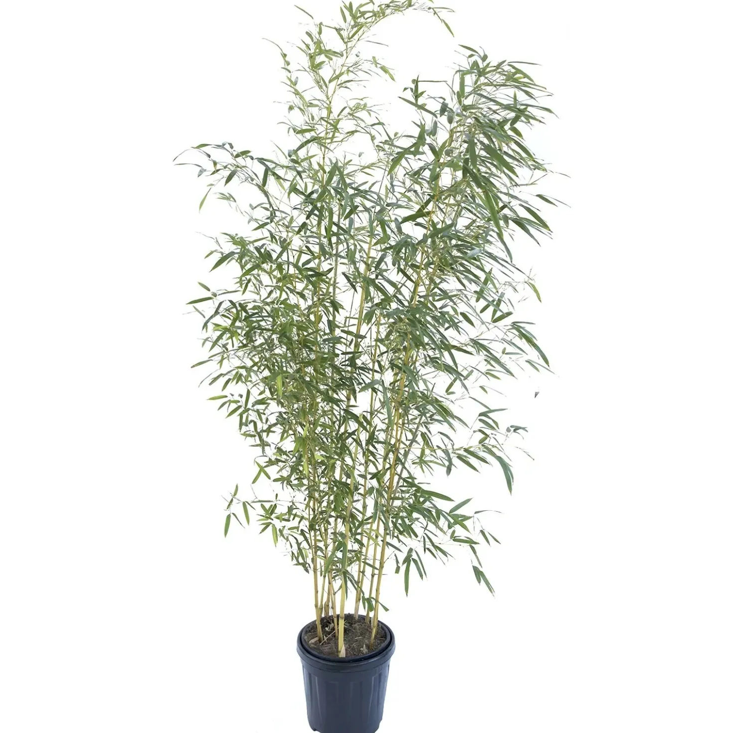 Bambù gialla