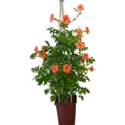 Bignonia Madame Gallen