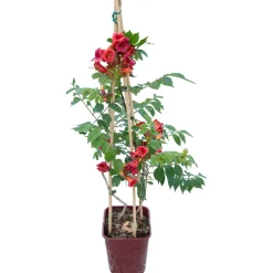 Bignonia Stromboli
