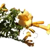 Bignonia Yellow Trumpet
