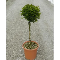 Bosso mini alberetto h 30/40 cm