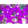 Bougainvillea Glabra Sanderiana forma a palla h 60 cm