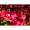 Bougainvillea Scarlett OHara forma a cono h 120 cm