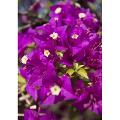 Bouganvillea glabra sanderiana