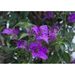 Bouganvillea glabra sanderiana
