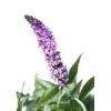 Buddleja davidii h 40/60 cm