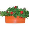 Calibrachoa millecolori vaschetta 40 cm