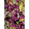 Callicarpa bodinieri `Profusion`